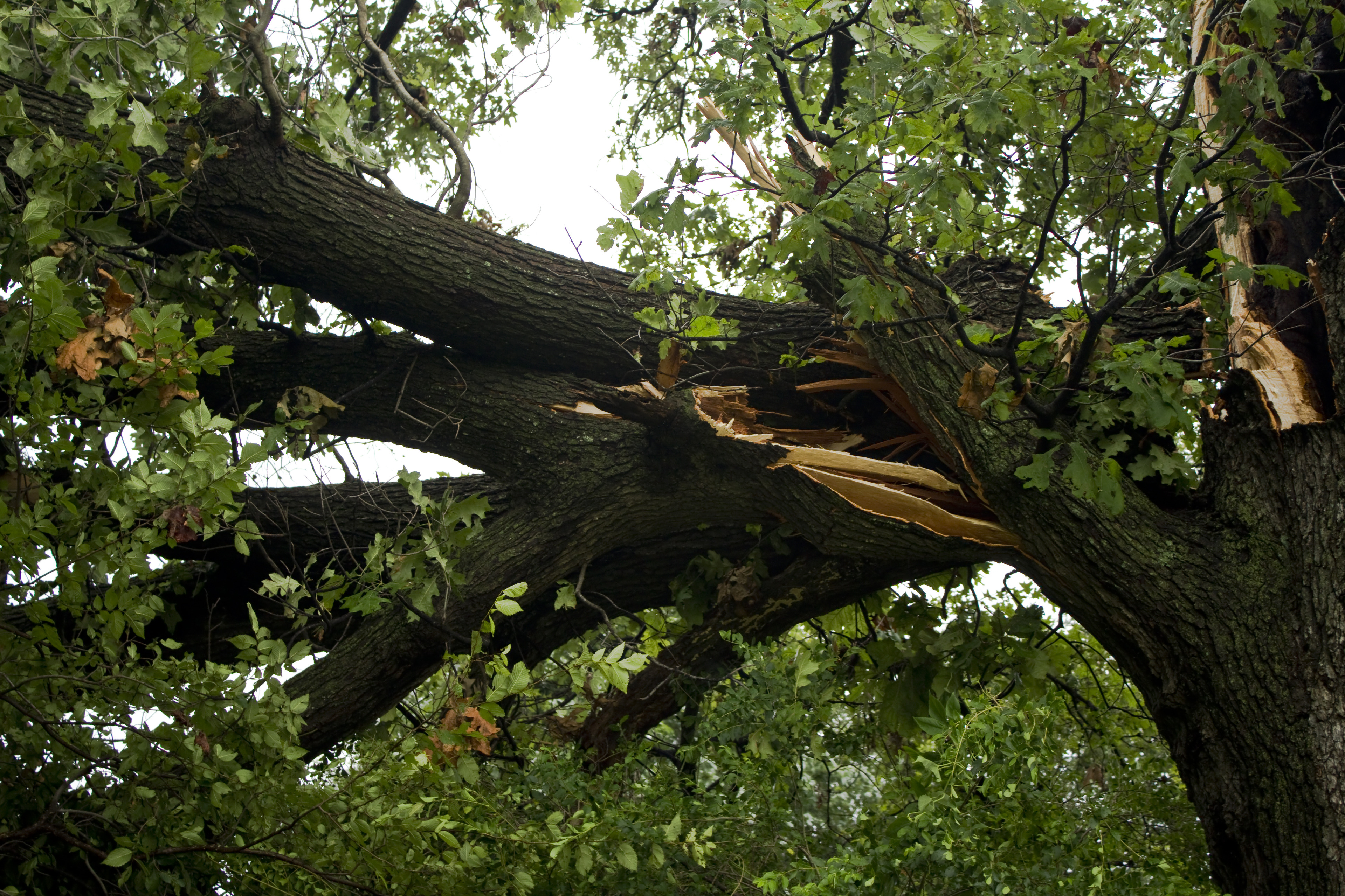 Stock photograph of a broken tree branch after severe weather